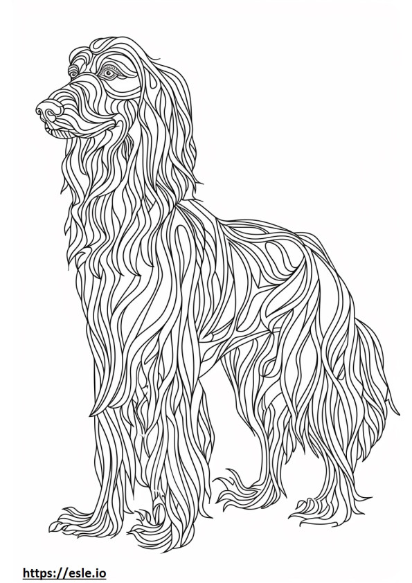 Afghan Hound full body coloring page