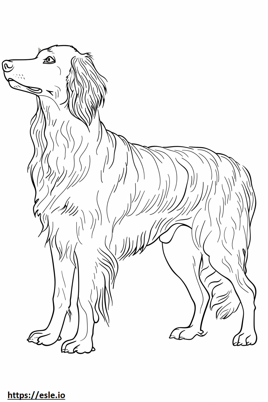 Afghanischer Windhund-Cartoon ausmalbild