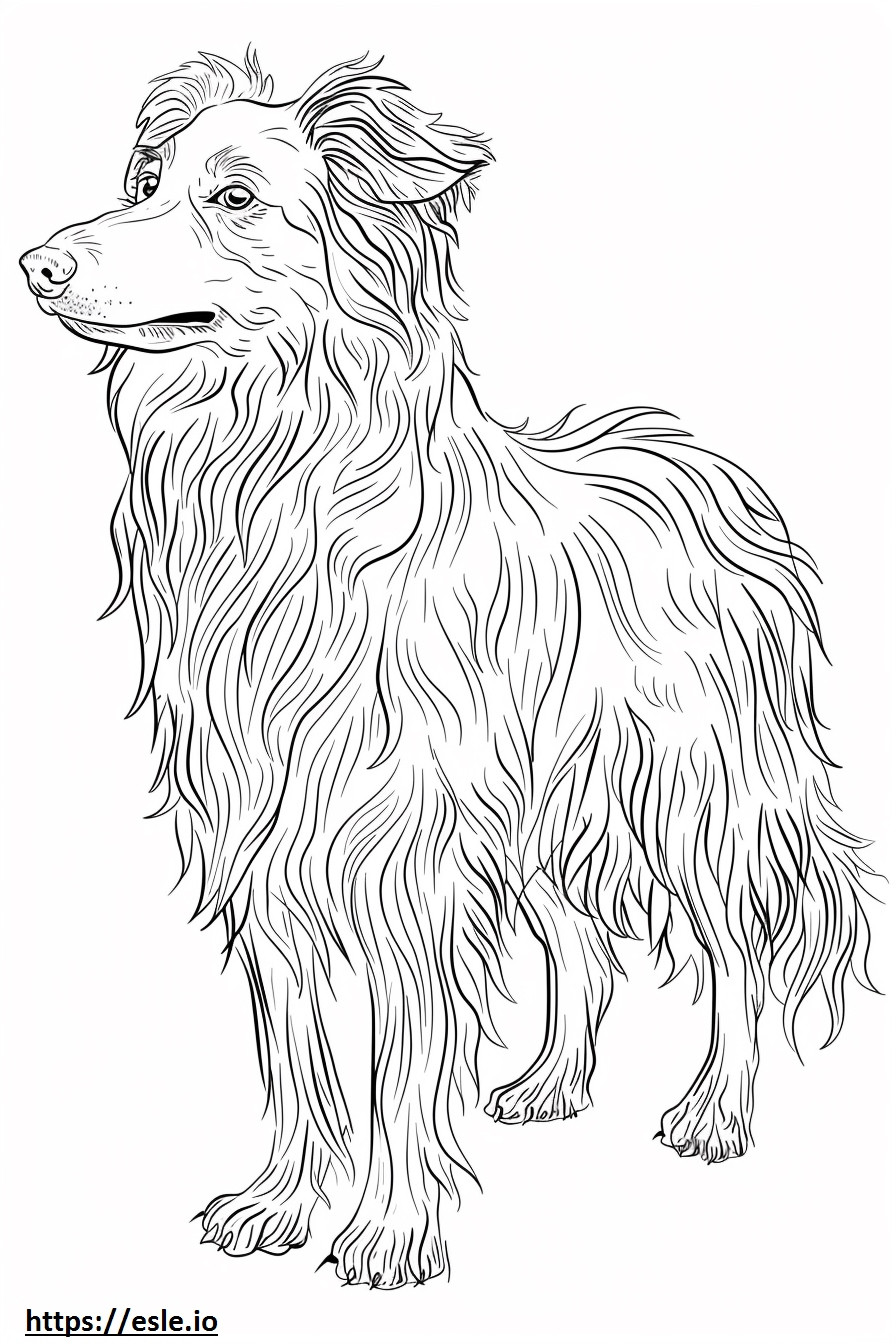 Afghan Hound cute coloring page