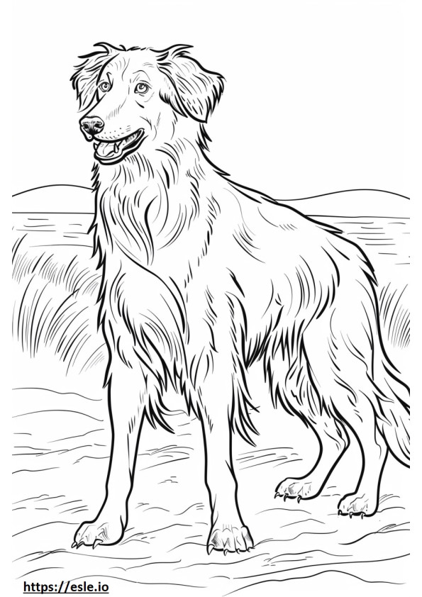 Afghan Hound happy coloring page