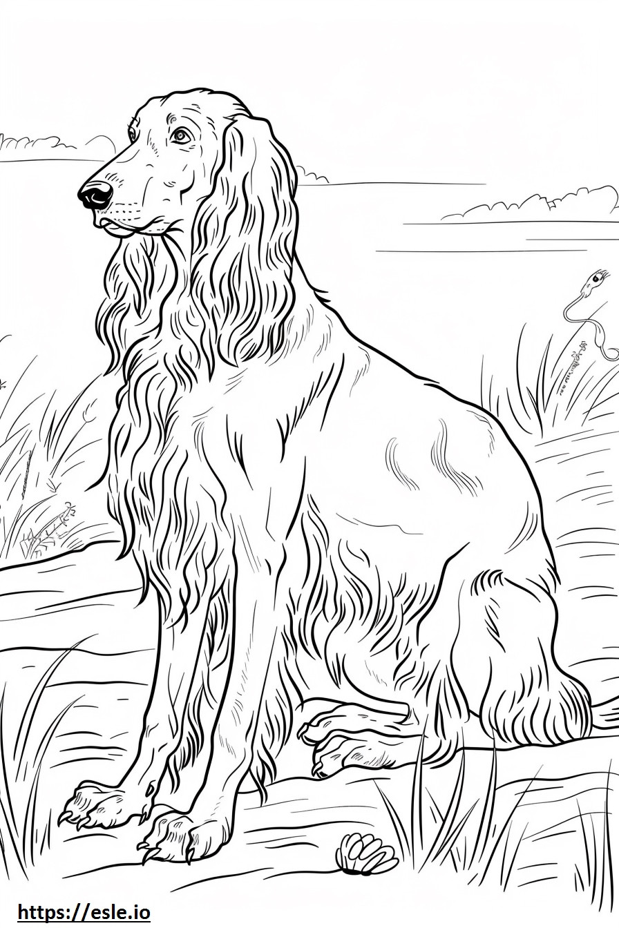 Afghan Hound Playing coloring page