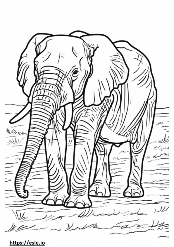 Afrikai bokor elefánt teljes testtel szinező