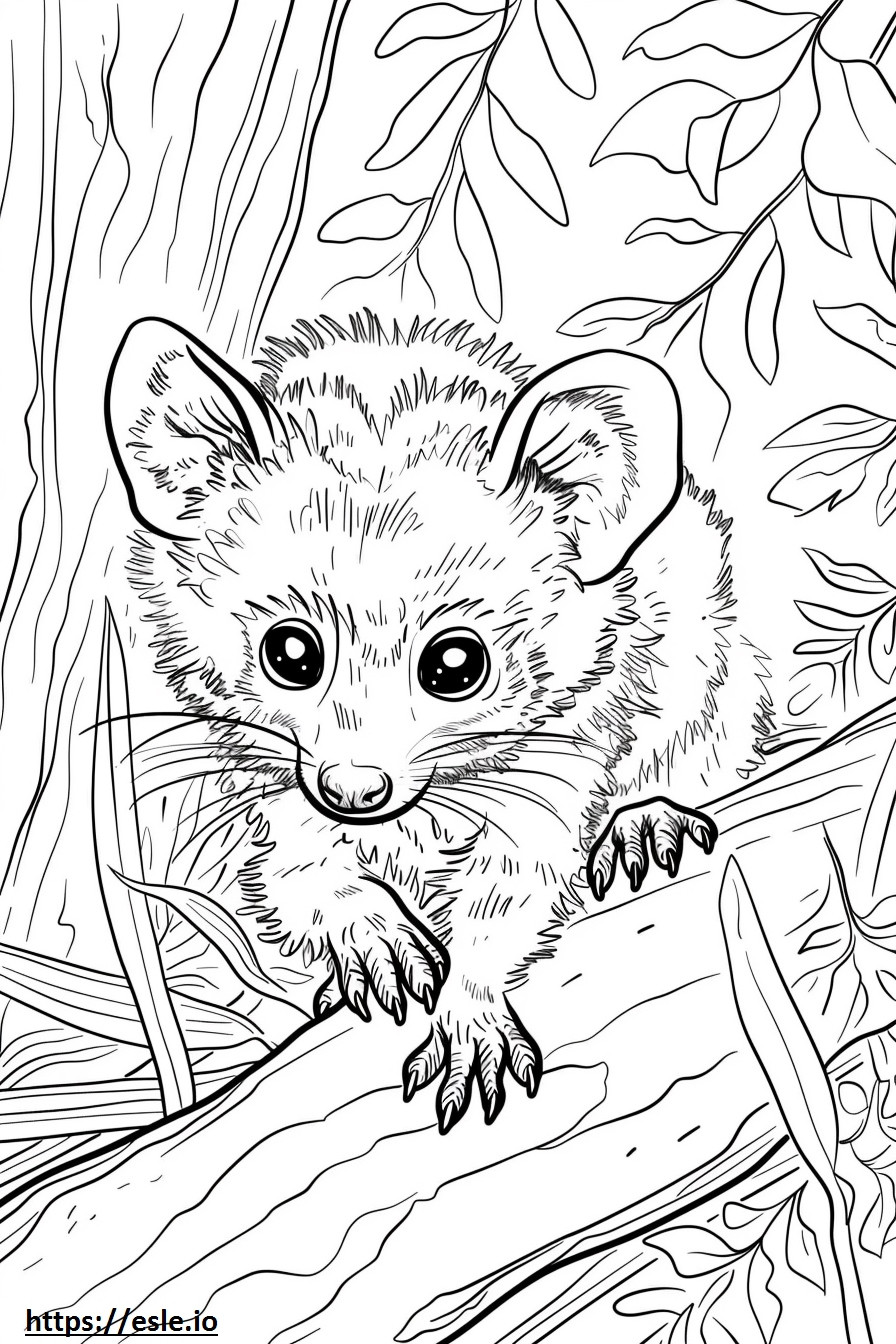 African Civet baby coloring page