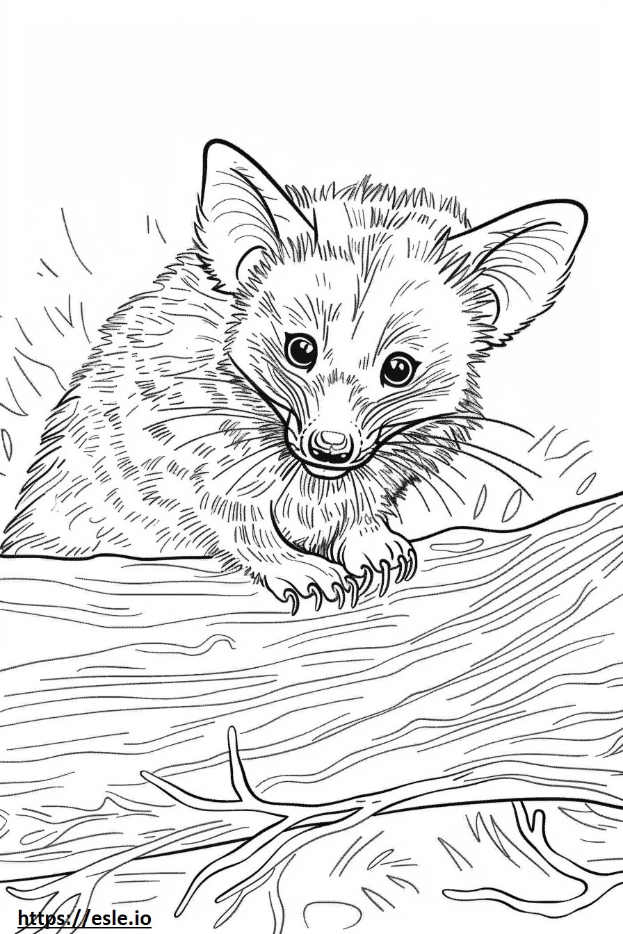 African Civet baby coloring page