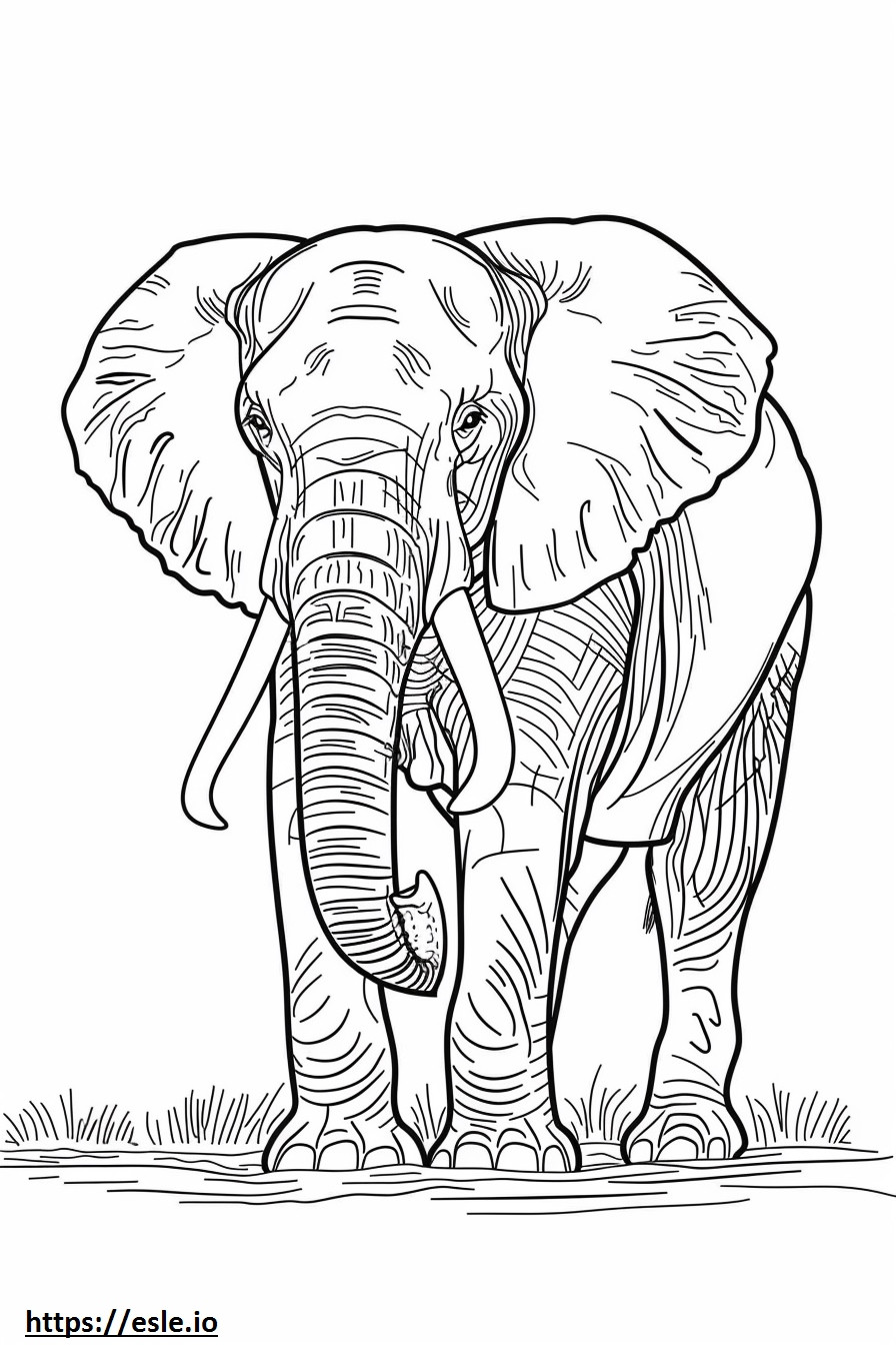 Elefante de bosque africano de cuerpo completo para colorear e imprimir