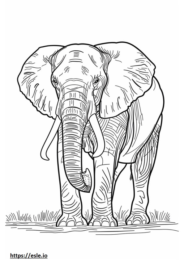 Elefant african de pădure cu corp întreg de colorat