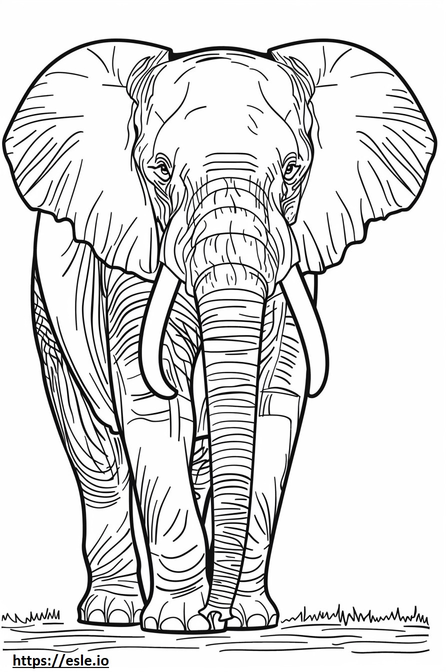 Coloriage Corps entier d'éléphant de forêt d'Afrique à imprimer