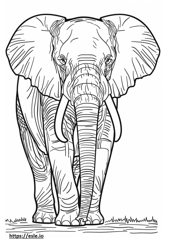 Volledige lichaam van de Afrikaanse bosolifant kleurplaat