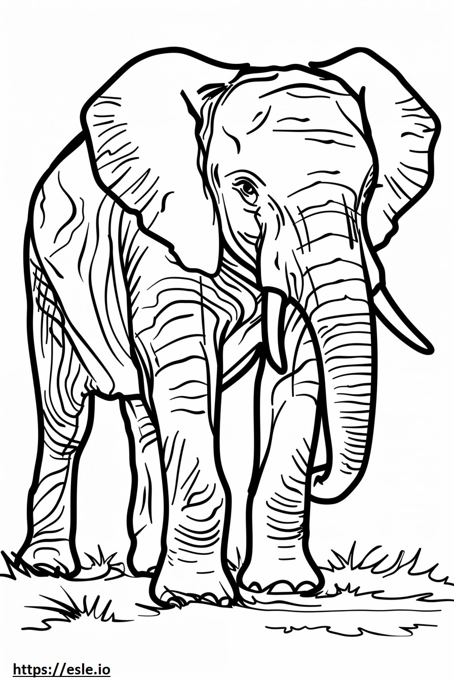 Coloriage Bébé éléphant de forêt d'Afrique à imprimer
