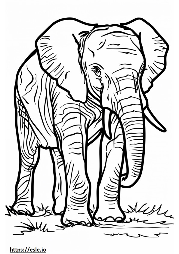 Coloriage Bébé éléphant de forêt d'Afrique à imprimer