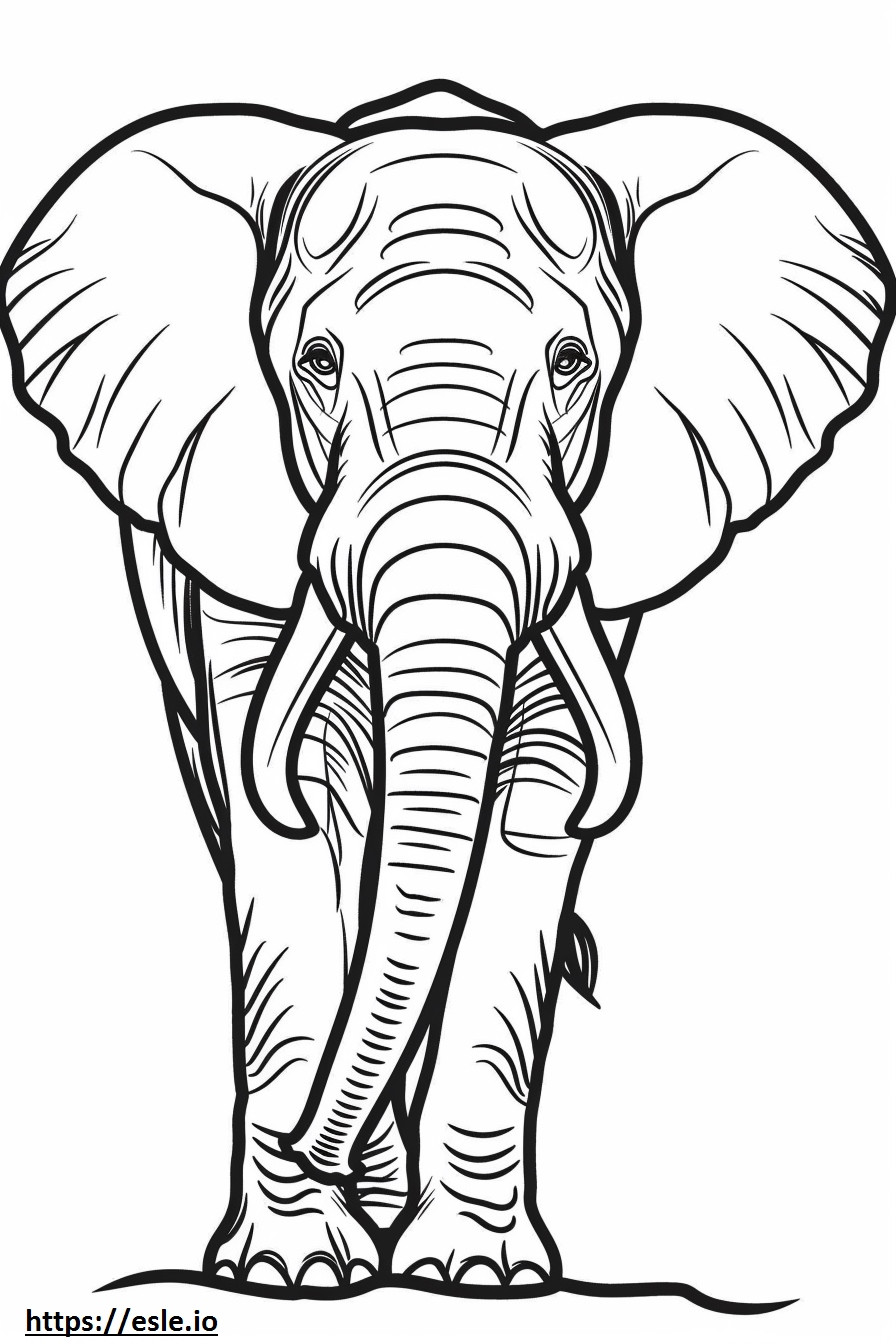 Cartone animato di elefante africano della foresta da colorare