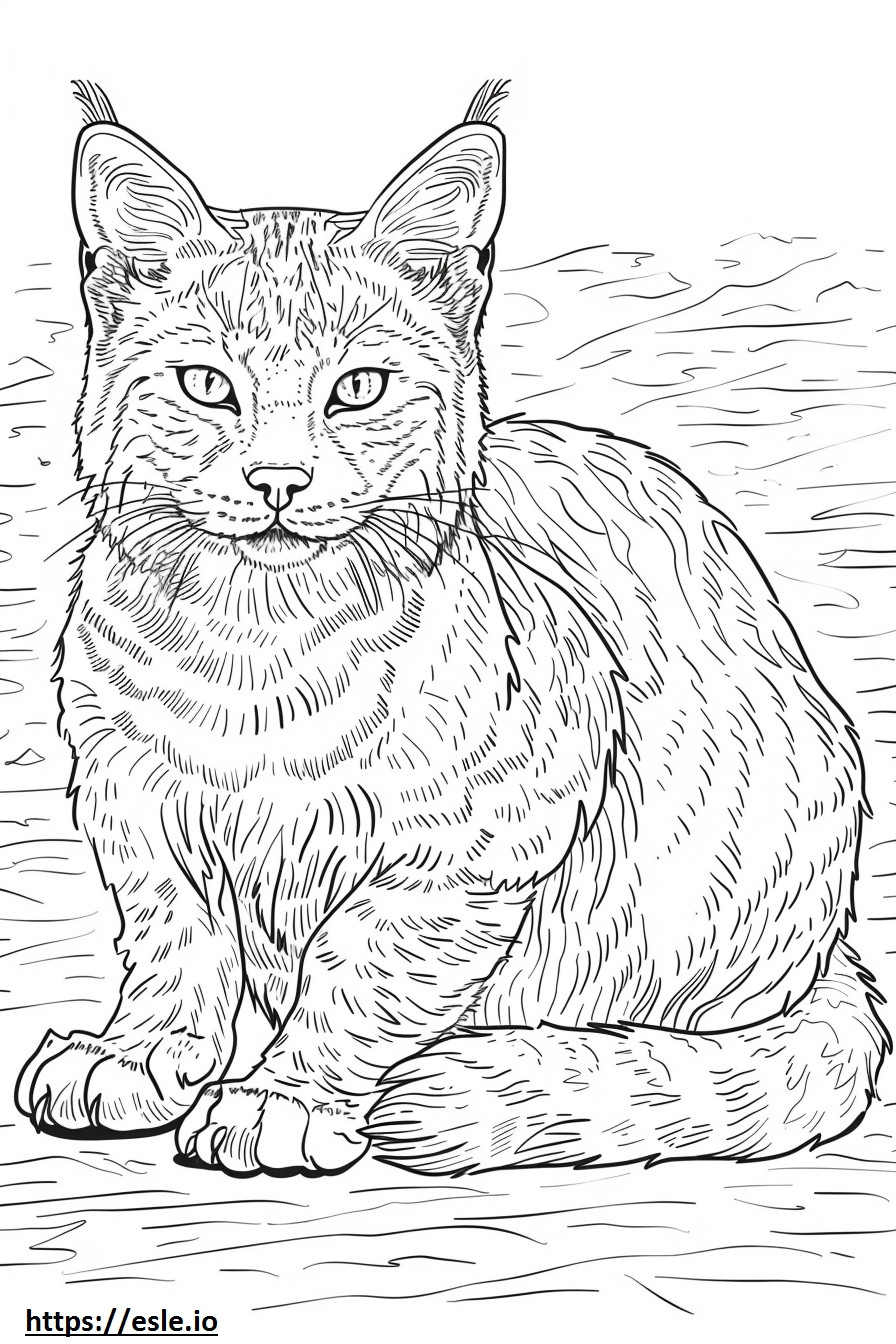 Afrikkalainen kultainen kissa koko vartalo värityskuva