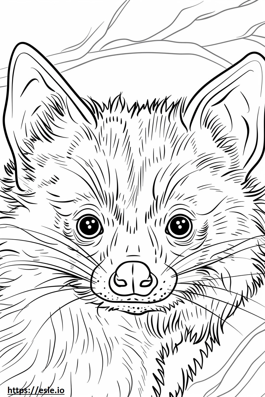 African Palm Civet face coloring page