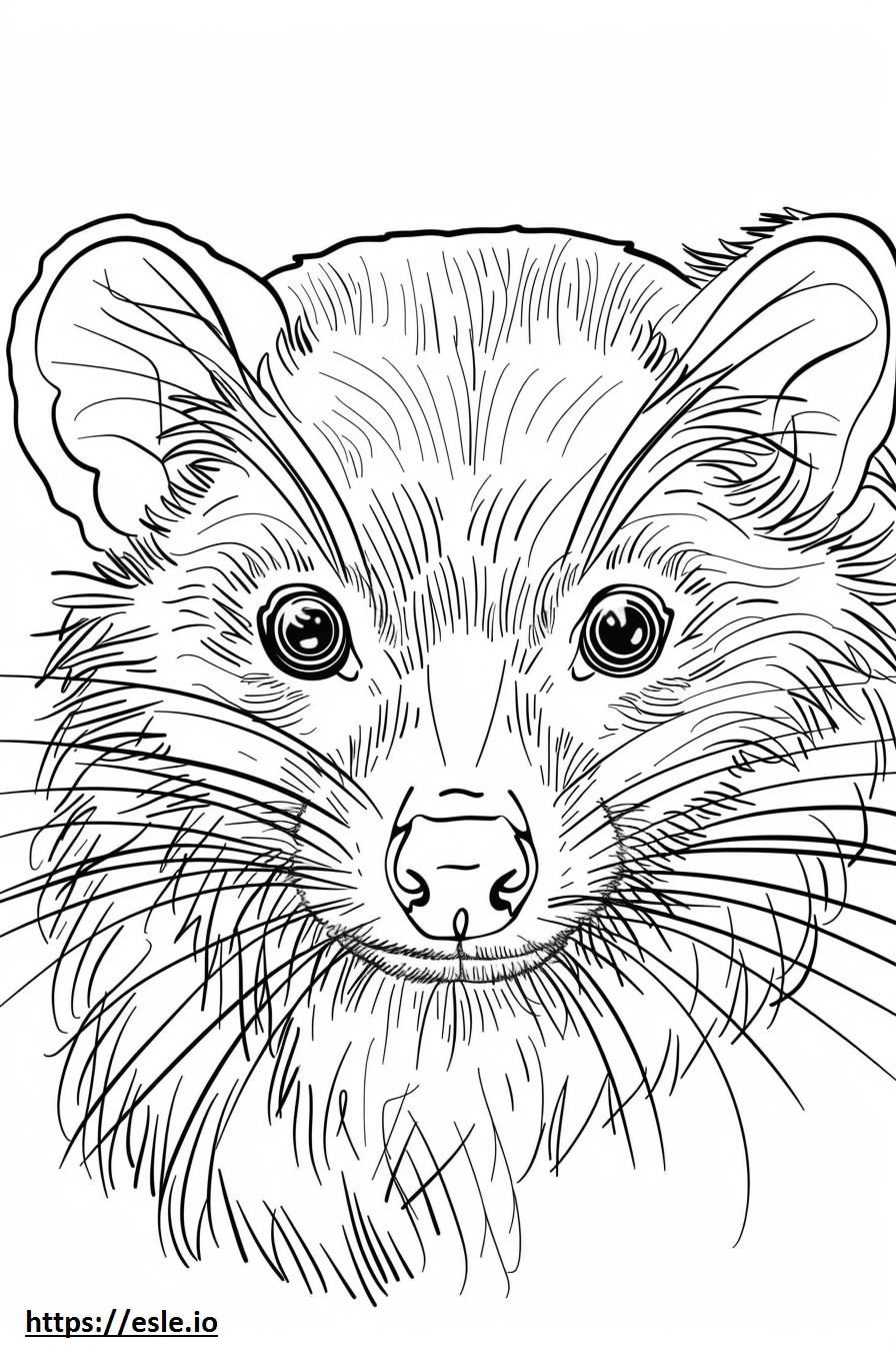 African Palm Civet face coloring page