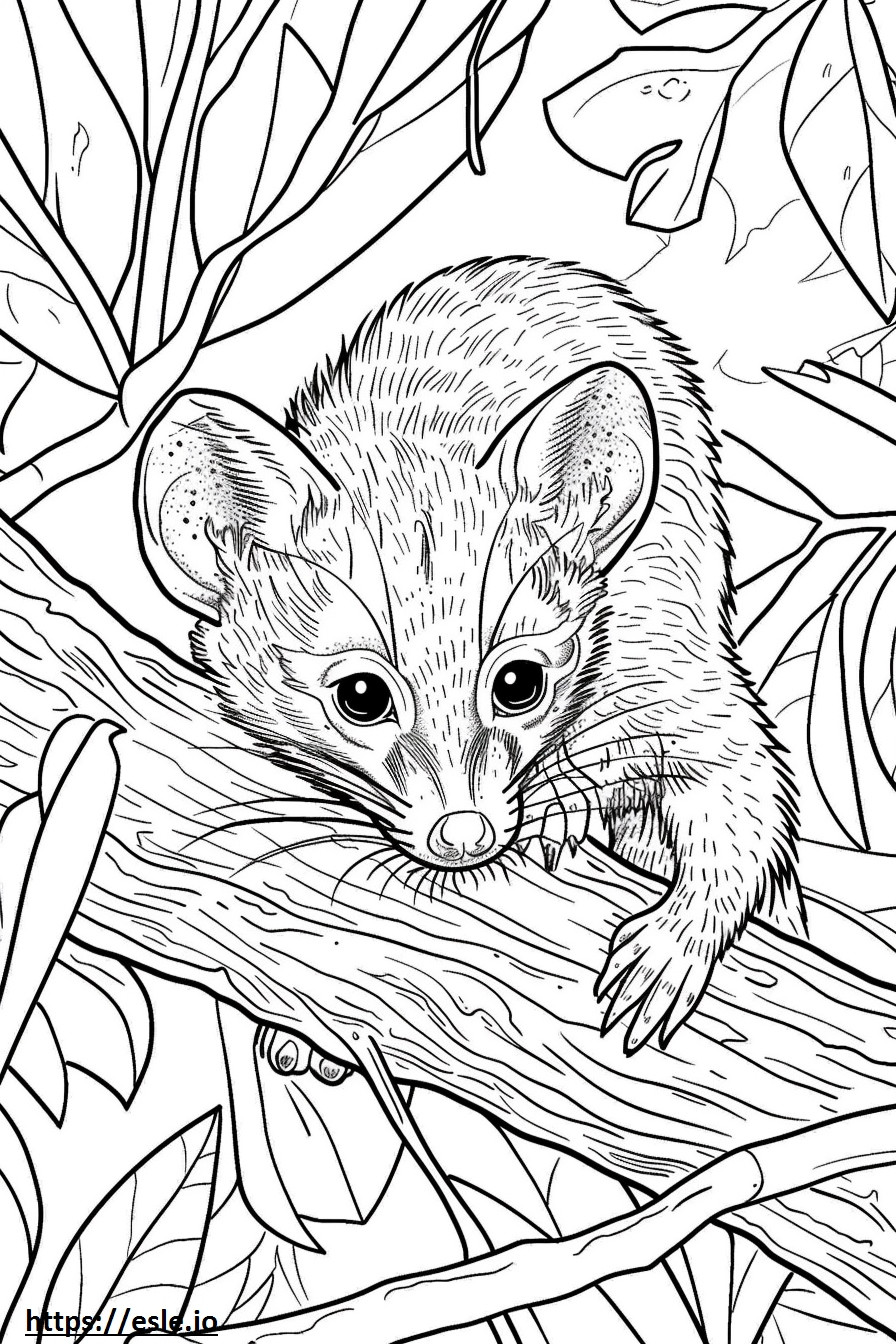 African Palm Civet Playing coloring page