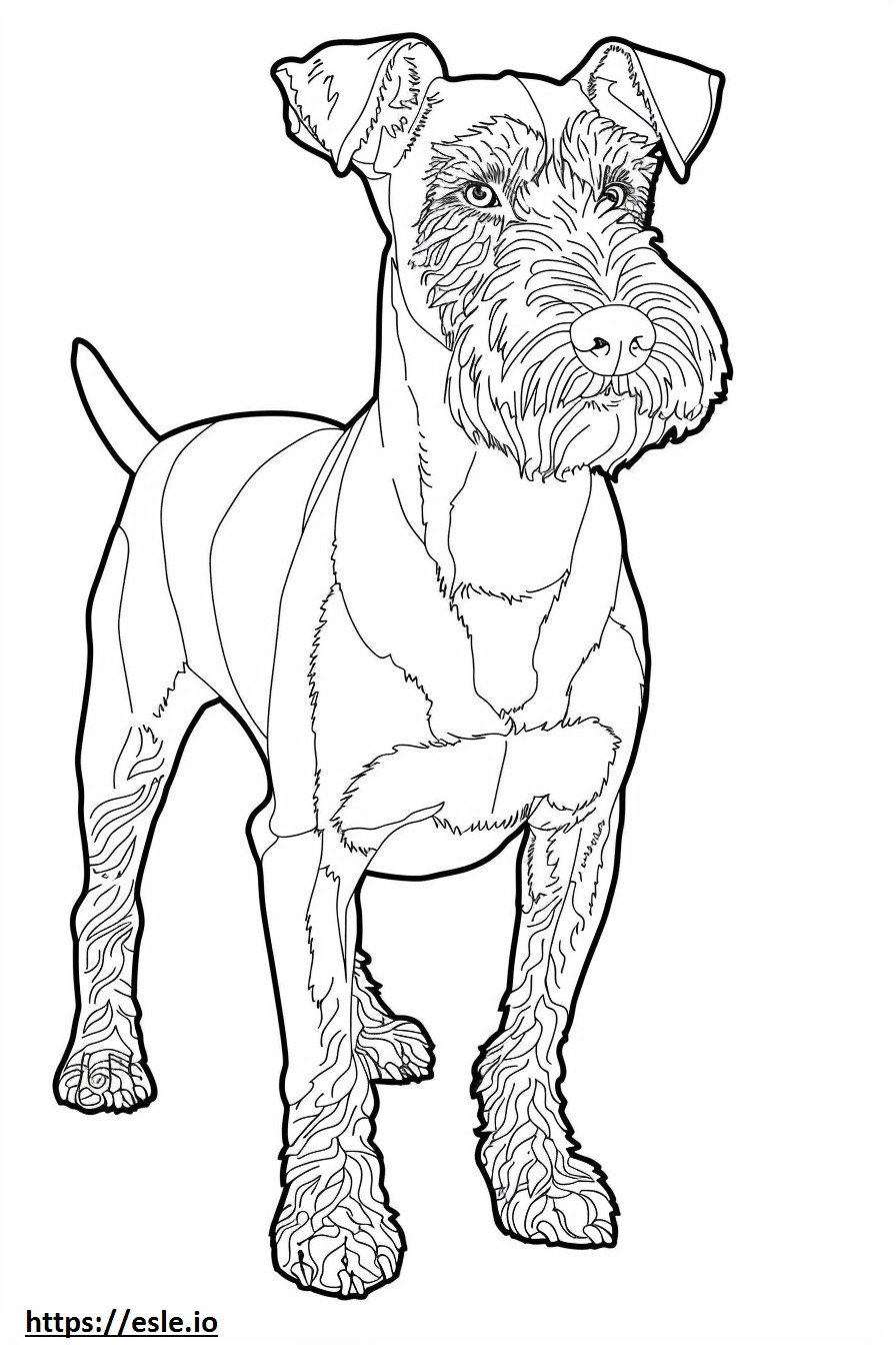 Airedale Terrier koko vartalo värityskuva