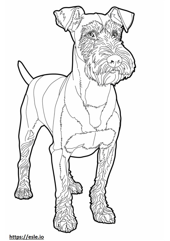 Seluruh tubuh Airedale Terrier gambar mewarnai