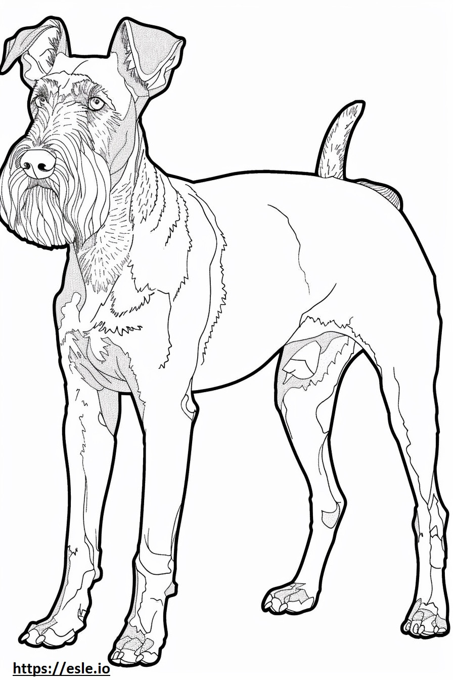 Airedale Terrier koko vartalo värityskuva