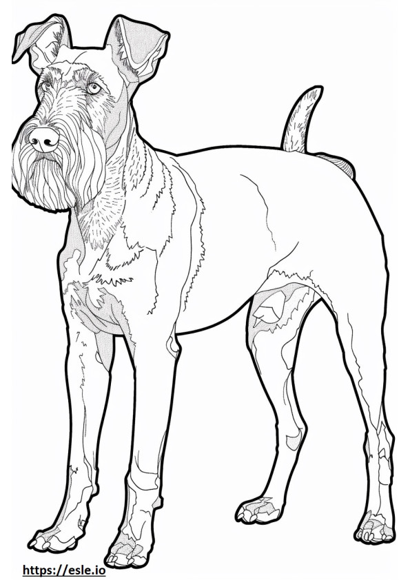 Airedale Terrier a corpo intero da colorare