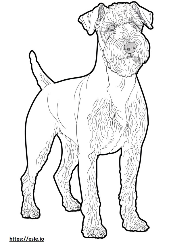 Airedale Terrier pe tot corpul de colorat