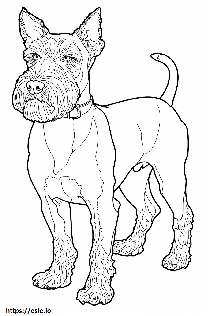 Airedale Terrier cuerpo completo para colorear e imprimir