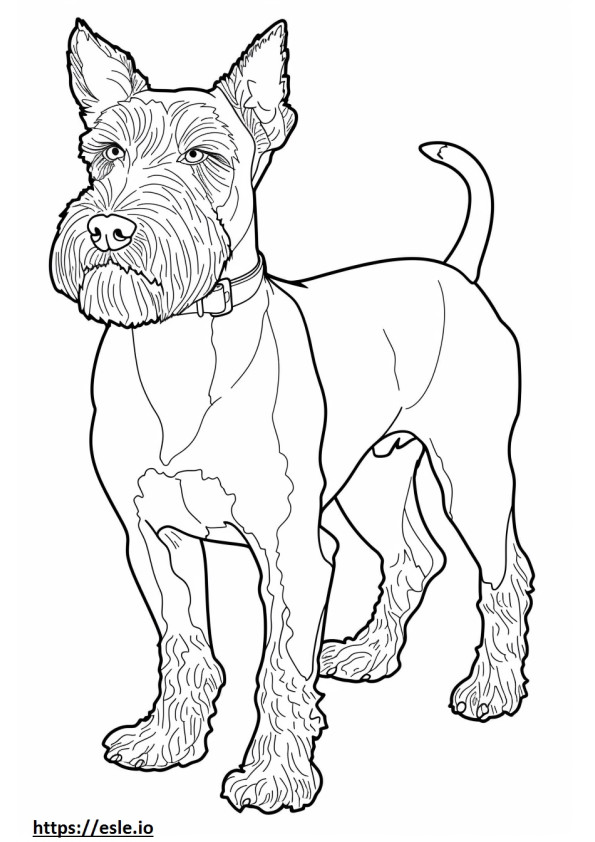 Airedale Terrier cuerpo completo para colorear e imprimir