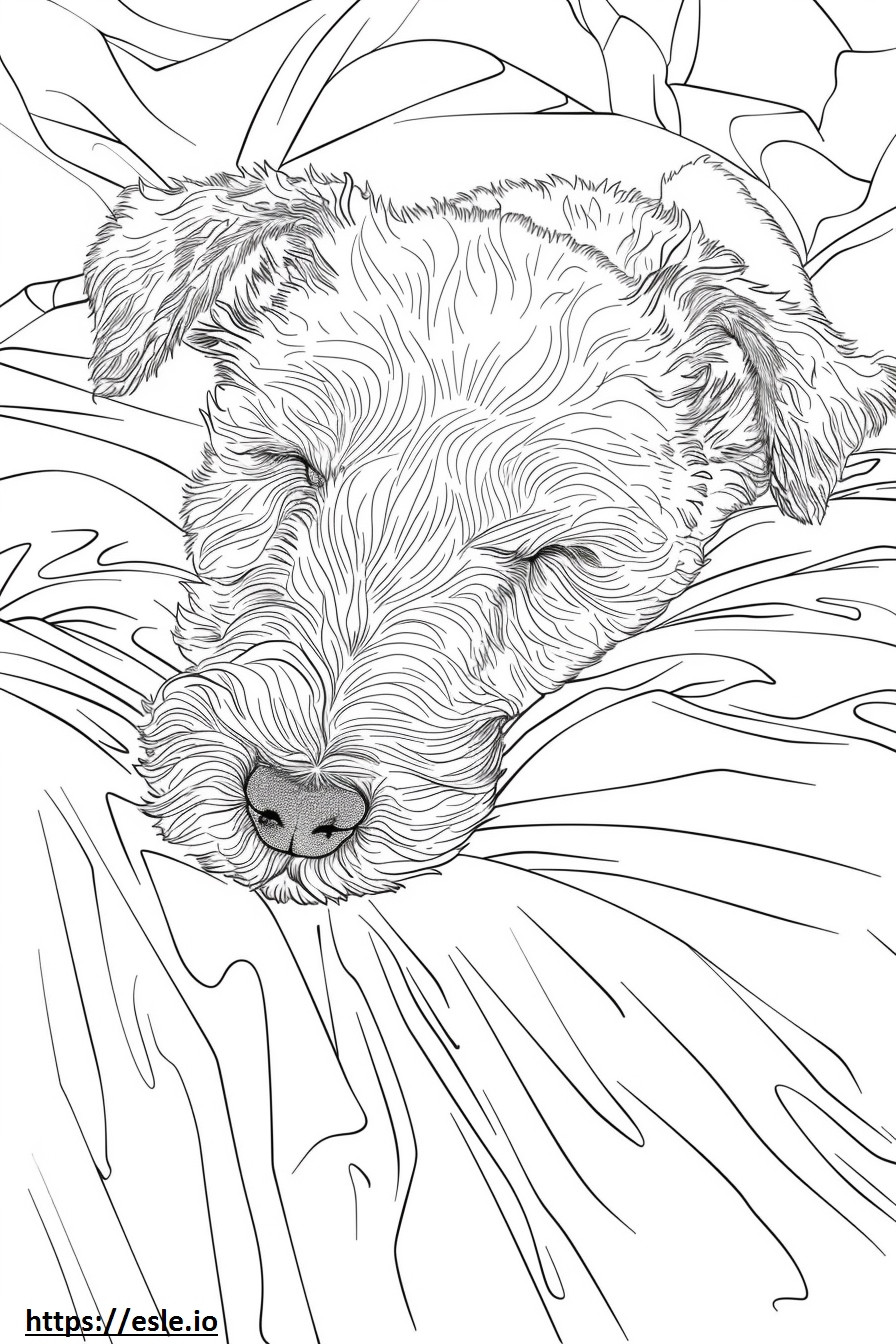 Airedale Terrier śpi kolorowanka