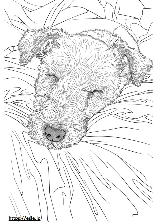Airedale Terrier śpi kolorowanka