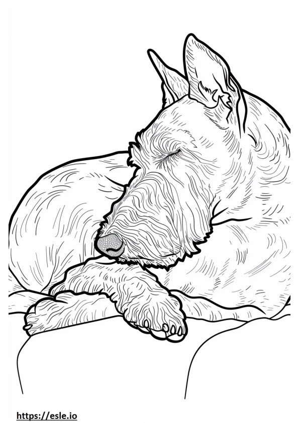 Airedale Terrier dormindo para colorir