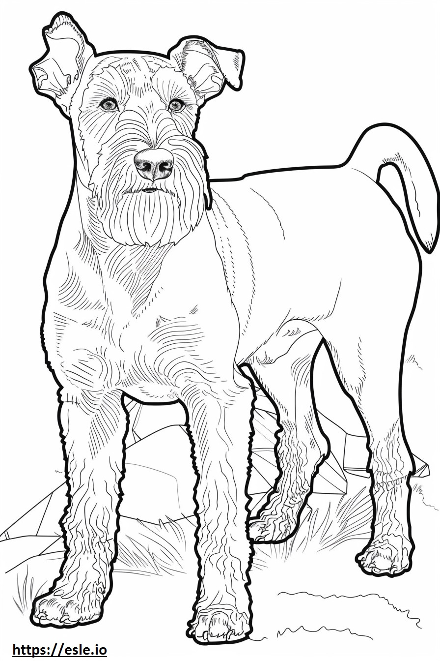 Airedale Terrier brincando para colorir
