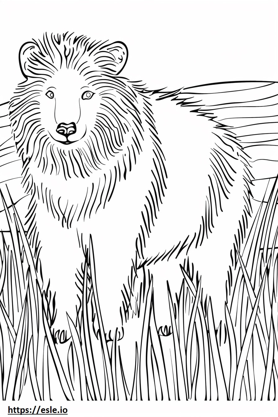 Akbash cute coloring page