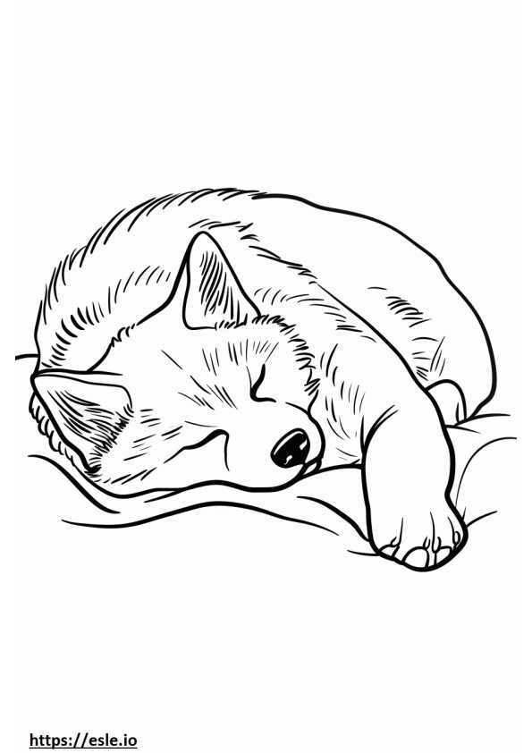 Akita dormindo para colorir