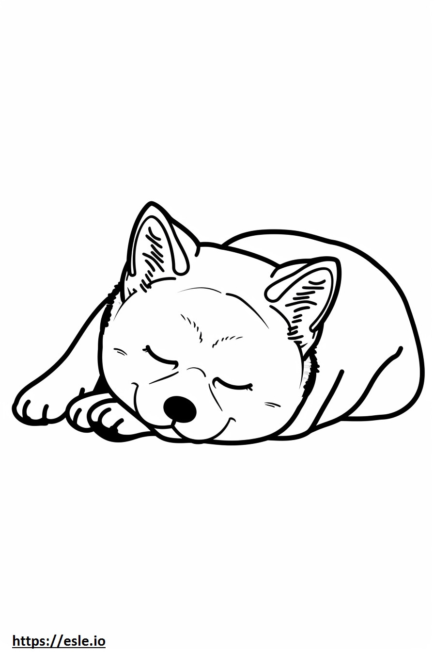 Akita śpi kolorowanka