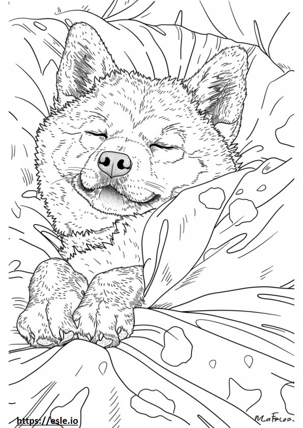 Akita juhászkutya alszik szinező