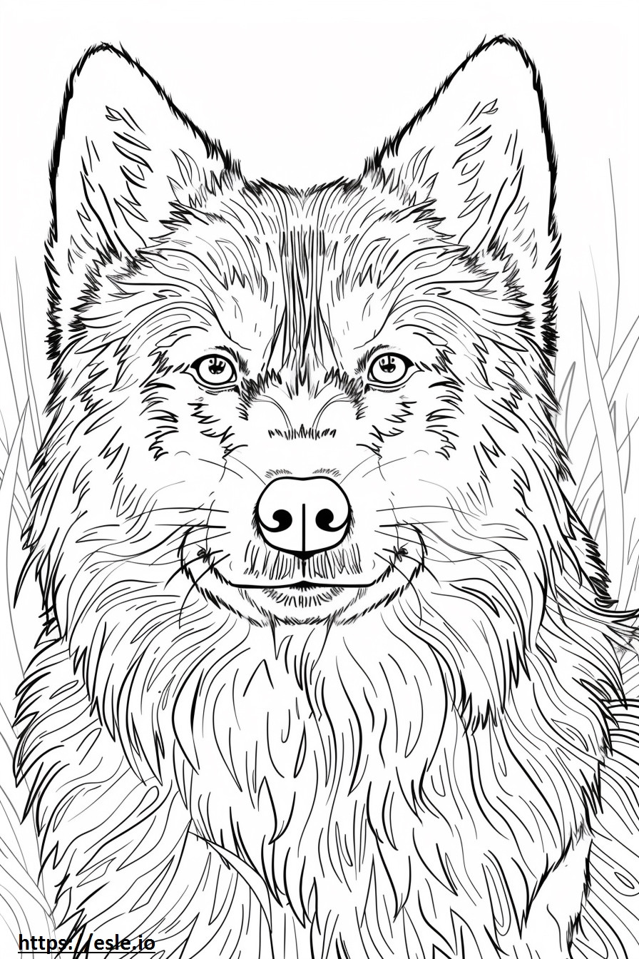 Alaskan Klee Kai face coloring page