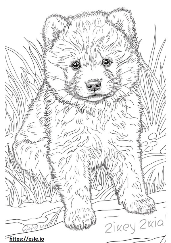 Alaskan Klee Kai baby coloring page