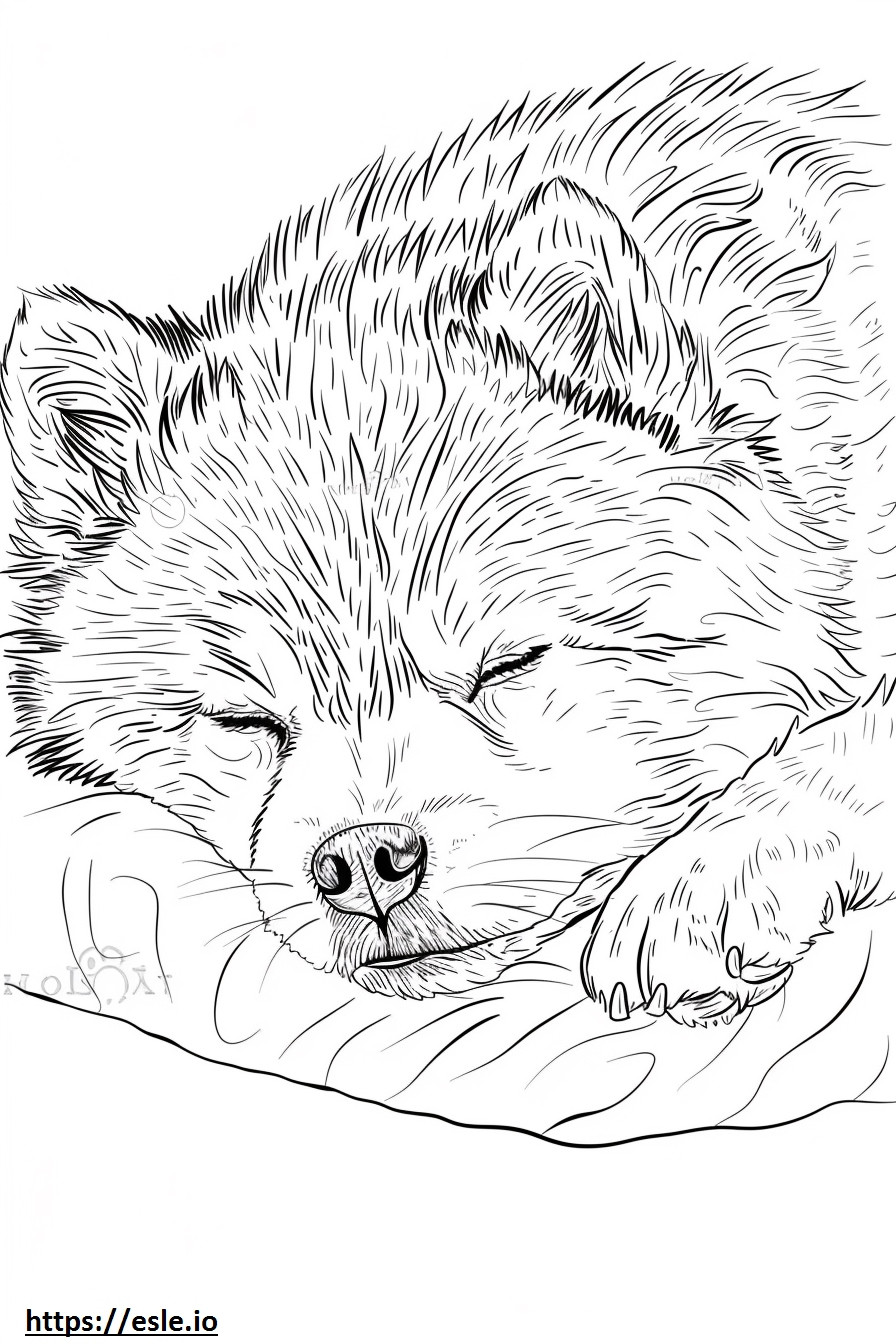 Alaskalı Klee Kai Uyuyor boyama