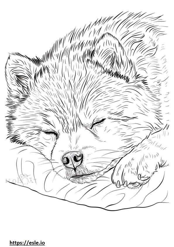 Klee Kai do Alasca dormindo para colorir