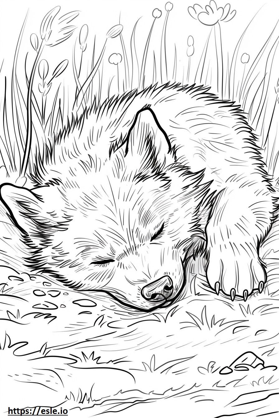 Alaskan Klee Kai nukkuu värityskuva