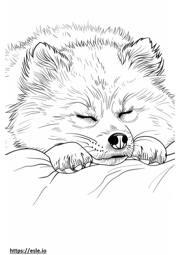 Alaskan Klee Kai Sleeping coloring page