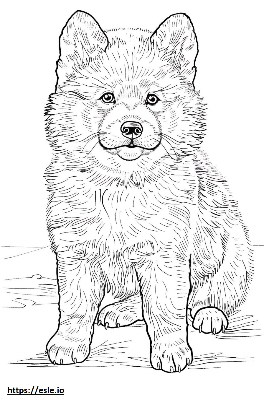 Alaskan Klee Kai Friendly coloring page