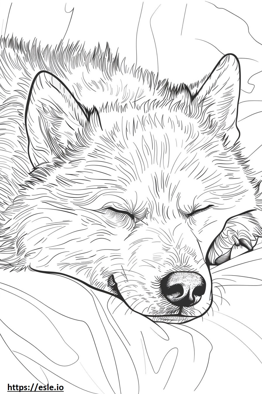 Alaszkai malamut alszik szinező