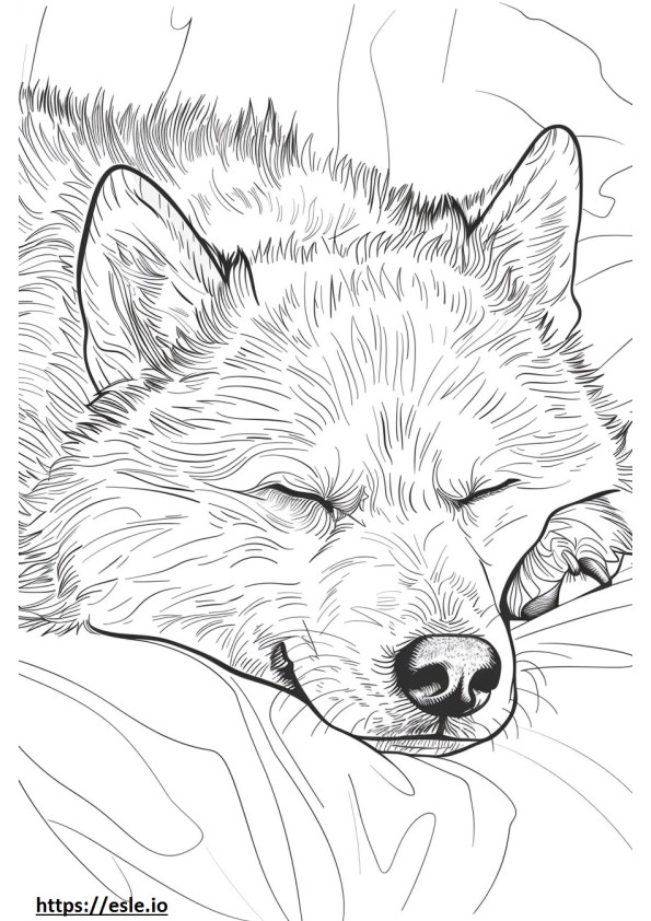 Alaskan Malamute slaapt kleurplaat