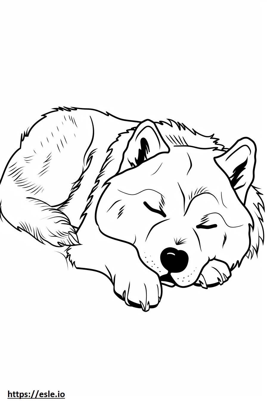 Alaszkai malamut alszik szinező