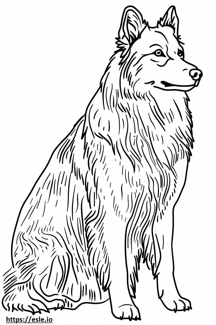 Alaska Çoban Köpeğinin tam vücudu boyama