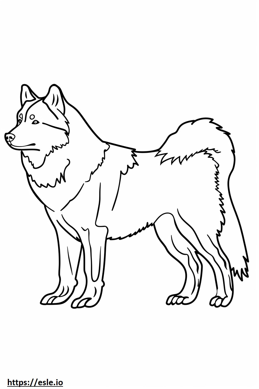 Alaska Çoban köpeği sevimli boyama