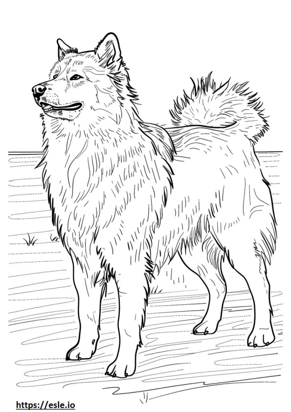 Alaska Çoban köpeği sevimli boyama