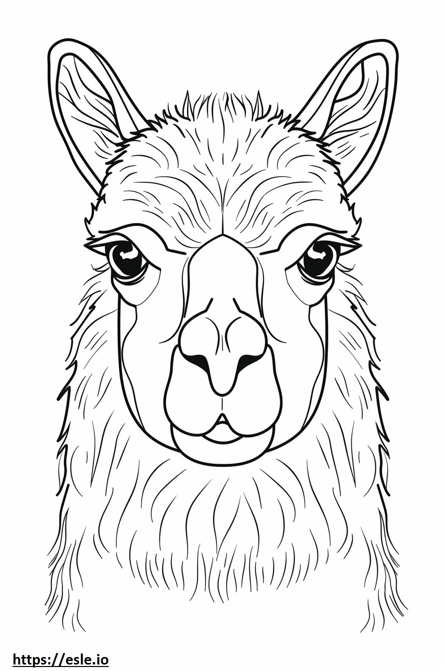 Alpaca-gezicht kleurplaat kleurplaat