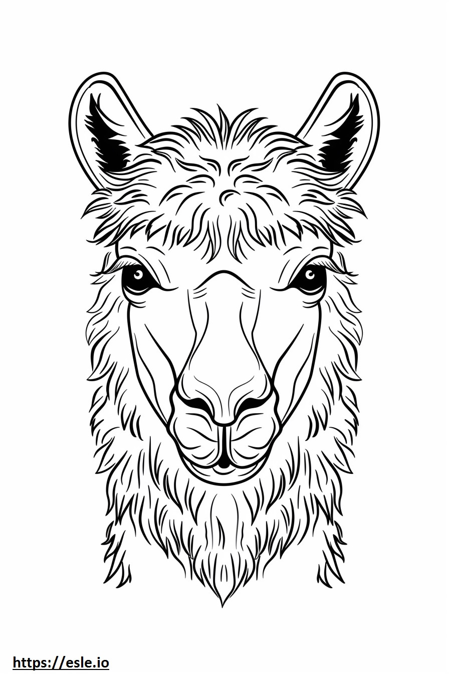 Alpaca face coloring page