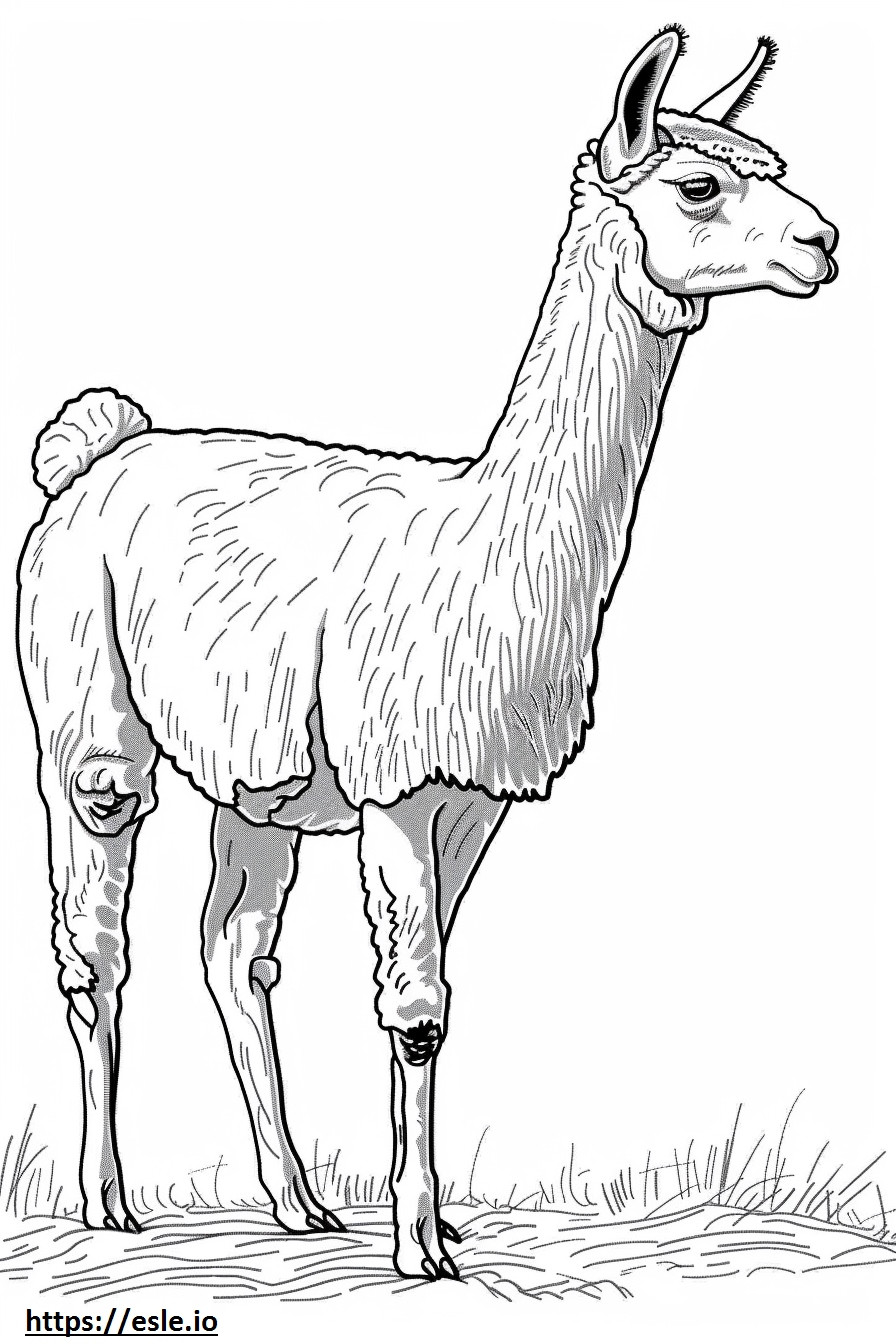 Alpaca-volledig lichaam kleurplaat kleurplaat